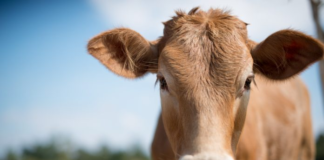 Un dispositivo para que las vacas estén en forma mejora producción agrícola