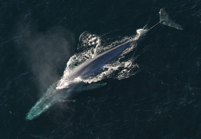 Cuanto Dura La Gestacion De Una Ballena