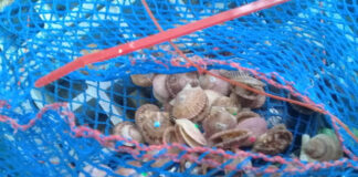 Surgencia en Tongoy: Procesos oceanográficos aportan alimento y arriesgan la supervivencia del ostión