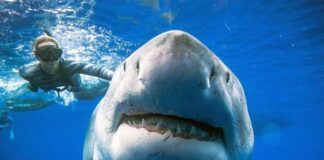 Cambio de temperatura en el mar modificaría la diversidad de depredadores y su comportamiento alimenticio