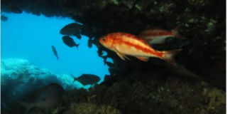 Nueva serie podcast reunirá a destacados expertos y expertas para revelar los últimos descubrimientos en las islas oceánicas de Chile