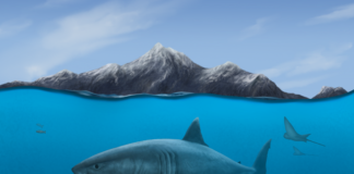 Investigación analizó los efectos de cambios climáticos del pasado en tiburones, rayas y otras especies de Europa