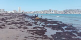 Científicos de Antofagasta y Coquimbo estudian residuos de algas como mejoradores de cultivos en zonas áridas