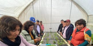 Berro hidropónico, el superalimento que se alza como alternativa productiva eficiente y saludable en zonas de escasez hídrica