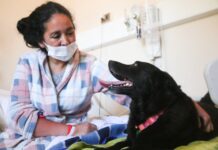 Hospitales públicos abren sus puertas para que mascotas visiten a sus humanos hospitalizados