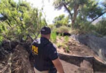 PDI erradica cultivo ilegal de cannabis entre Ovalle y Punitaqui gracias a denuncia anónima