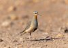 Festival Alado de Las Salinas de Huentelauquén celebrará las aves y la biodiversidad con actividades gratuitas para toda la comunidad