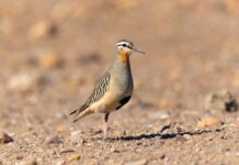 Festival Alado de Las Salinas de Huentelauquén celebrará las aves y la biodiversidad con actividades gratuitas para toda la comunidad