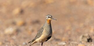 Festival Alado de Las Salinas de Huentelauquén celebrará las aves y la biodiversidad con actividades gratuitas para toda la comunidad