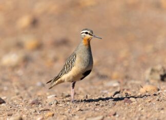 Festival Alado de Las Salinas de Huentelauquén celebrará las aves y la biodiversidad con actividades gratuitas para toda la comunidad