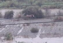 Preocupación por dos caballos atrapados en el río Choapa: vecinos piden rescate urgente