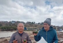 Temporal arrastra cerca de 150 kilos de paltas hasta la playa de Pichidangui
