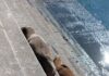 Preocupación en Pichidangui por presencia de lobos marinos enfermos: Sernapesca llama a evitar el contacto con los animales