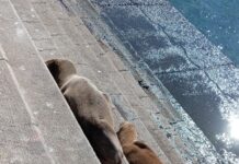 Preocupación en Pichidangui por presencia de lobos marinos enfermos: Sernapesca llama a evitar el contacto con los animales