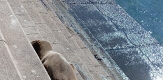 Preocupación en Pichidangui por presencia de lobos marinos enfermos: Sernapesca llama a evitar el contacto con los animales