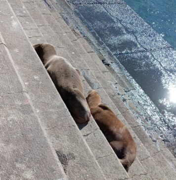 Preocupación en Pichidangui por presencia de lobos marinos enfermos: Sernapesca llama a evitar el contacto con los animales