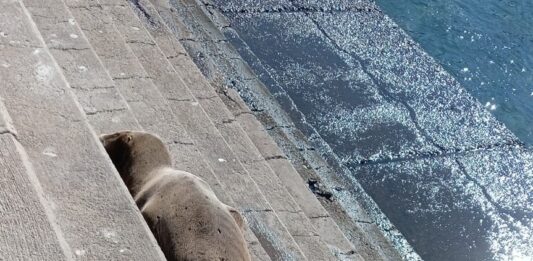 Preocupación en Pichidangui por presencia de lobos marinos enfermos: Sernapesca llama a evitar el contacto con los animales