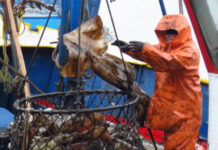 Pescadores artesanales defienden modelo de captura de la jibia y cuestionan retorno del arrastre
