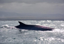 Investigaciones científicas revelan la importancia del entorno de Isla Chañaral para la alimentación de grandes ballenas