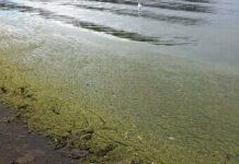 Gobierno declara emergencia preventiva en la Región de Coquimbo por amenaza de floraciones algales nocivas