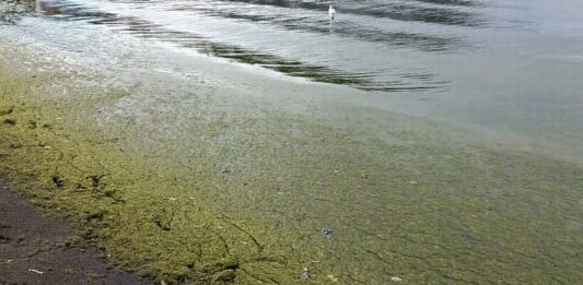 Gobierno declara emergencia preventiva en la Región de Coquimbo por amenaza de floraciones algales nocivas